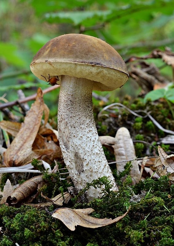 kozák hrabový Leccinum pseudoscabrum (Kallenb.) Šutara