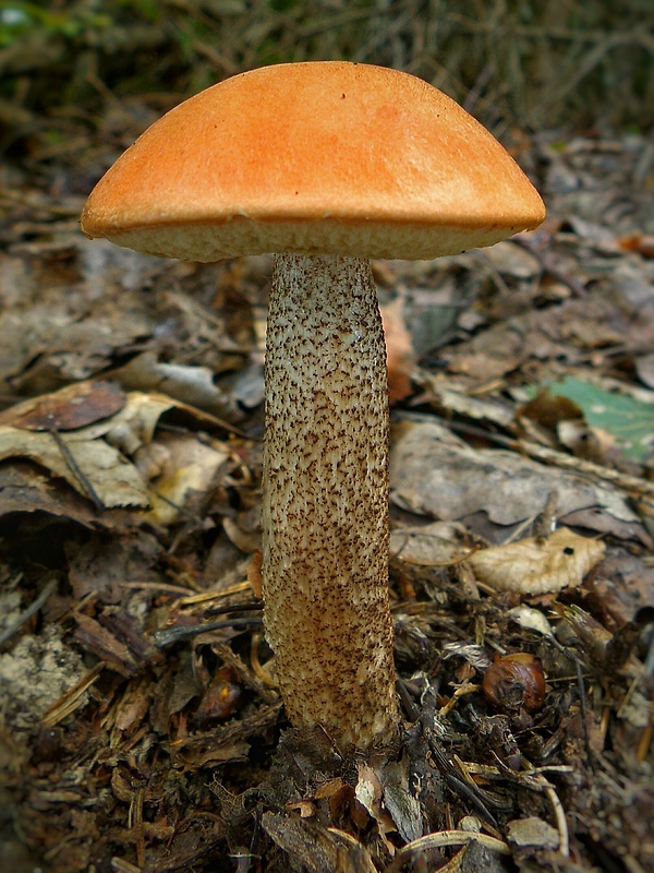 kozák Leccinum sp.