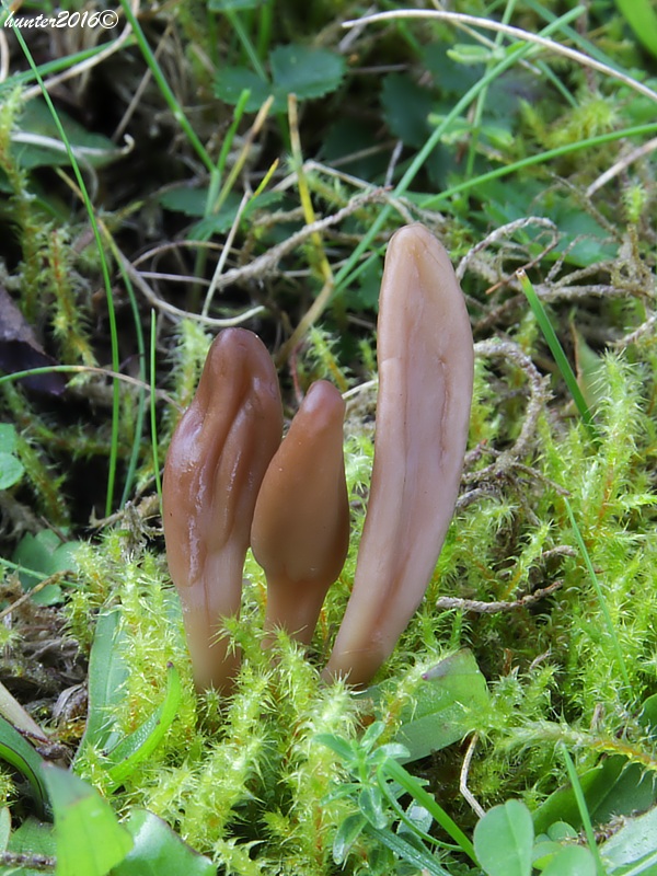 drobnojazýček Microglossum olivaceum (Pers.) Gillet