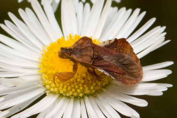 fymáta dravá  Phymata crassipes