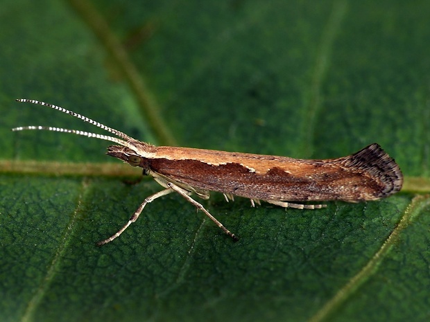 molička kapustová (sk) / zápředníček polní (cz) Plutella xylostella Linnaeus, 1758