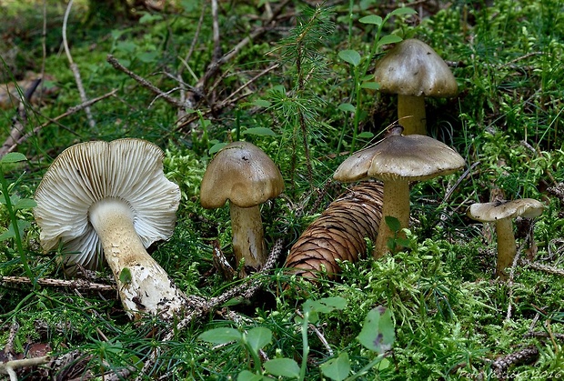 čírovka pestrá Tricholoma fucatum (Fr.) P. Kumm.