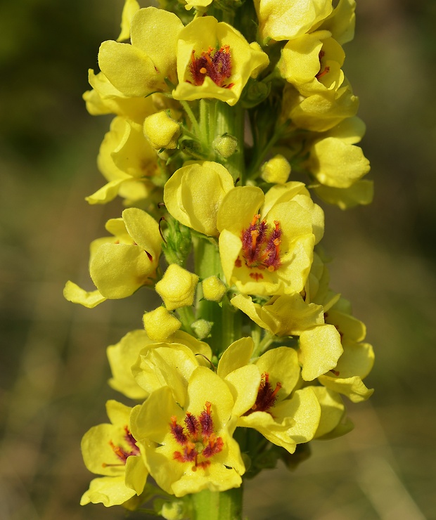 divozel čierny Verbascum nigrum L.