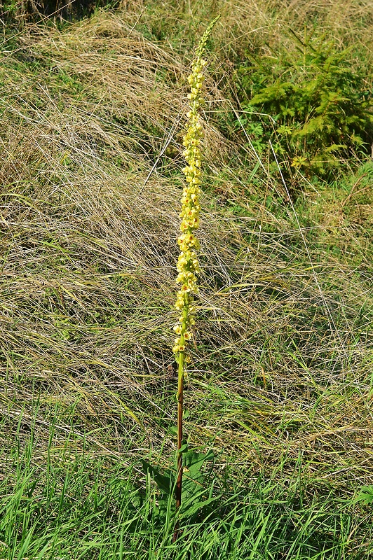 divozel čierny Verbascum nigrum L.