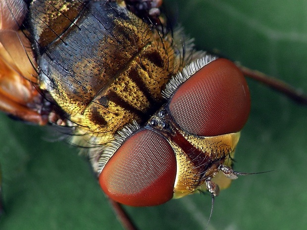 bystruša plochá (sk) / kuklice plochá (cz) Ectophasia crassipennis (Fabricius, 1794)