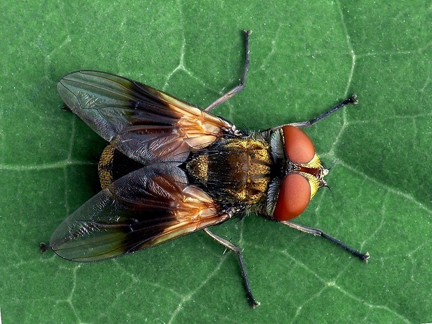 bystruša plochá (sk) / kuklice plochá (cz) Ectophasia crassipennis Fabricius, 1794