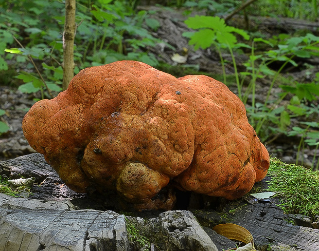 pečeňovec dubový Fistulina hepatica (Schaeff.) With.