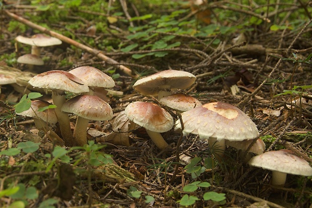 strapcovka tehlovočervená Hypholoma lateritium (Schaeff.) P. Kumm.