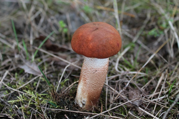 kozák dubový Leccinum aurantiacum (Bull.) Gray