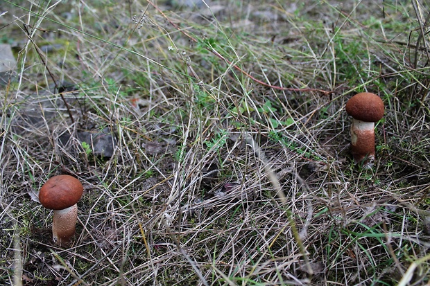 kozák dubový Leccinum aurantiacum (Bull.) Gray