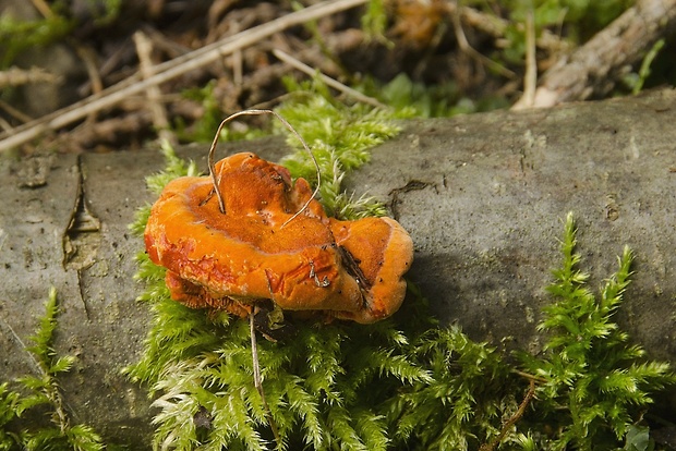 červenica rumelková Pycnoporus cinnabarinus (Jacq.) P. Karst.