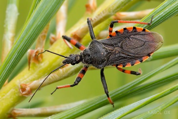 zákernica Rhynocoris annulatus