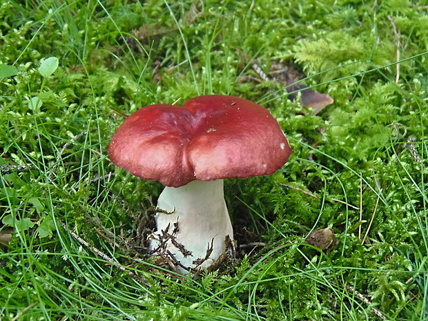 plávka jahodovočervená Russula paludosa Britzelm.