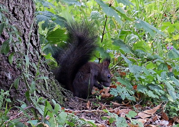 veverica stromová Sciurus vulgaris L.