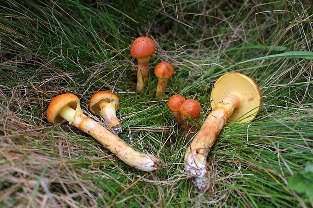 masliak smrekovcový Suillus grevillei (Klotzsch) Singer