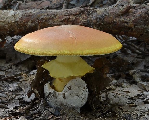 muchotrávka cisárska Amanita caesarea (Scop.) Pers.