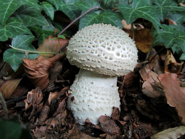 muchotrávka ostnatá Amanita echinocephala (Vittad.) Quél.