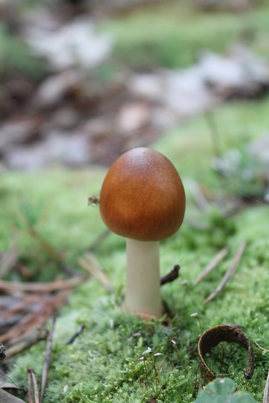 muchotrávka plavohnedá Amanita fulva Fr.