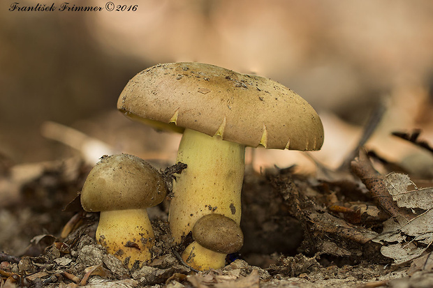 hríb príveskatý Butyriboletus appendiculatus (Schaeff. ex Fr.) Secr.