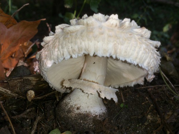 bedľa červenejúca Chlorophyllum rachodes (Vittad.) Vellinga