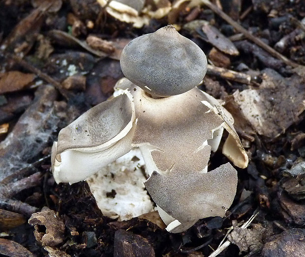 hviezdovka klenbová Geastrum fornicatum (Huds.) Hook.