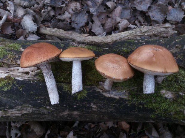 kozák osikový Leccinum albostipitatum den Bakker & Noordel.