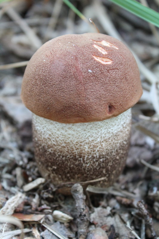 kozák dubový Leccinum aurantiacum (Bull.) Gray