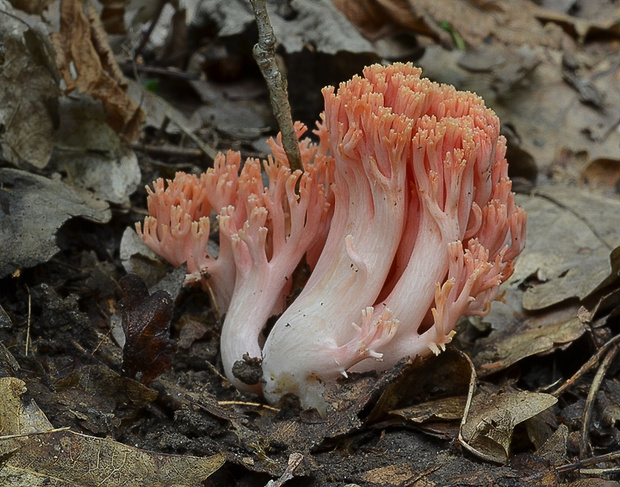 strapačka lososovoružová Ramaria subbotrytis (Coker) Corner