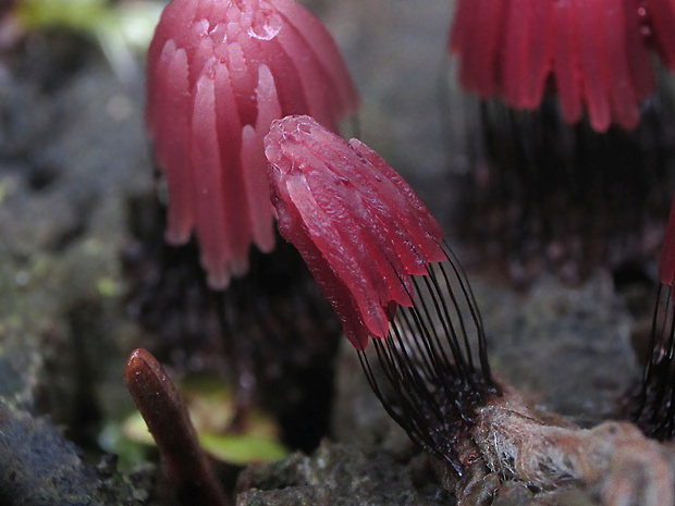 pazderka Stemonitis sp.