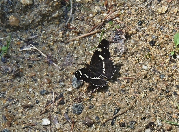 babôčka sieťkovaná   /   baboka síťkovaná Araschnia levana f. intermedia   Linnaeus, 1758