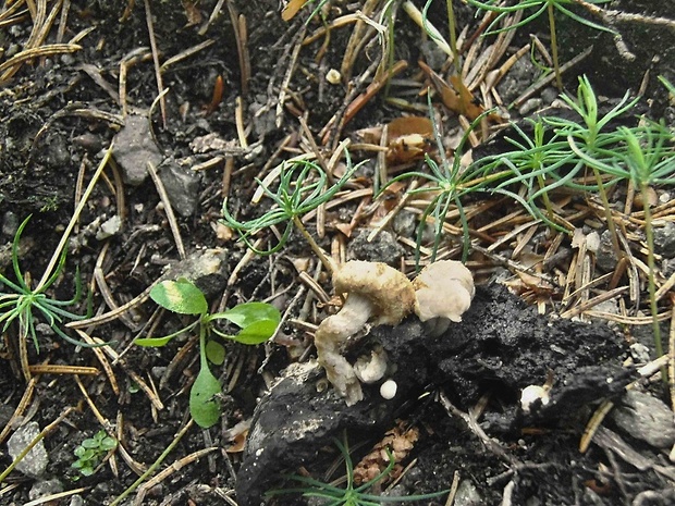 príživnica prášnicovitá Asterophora lycoperdoides (Bull.) Ditmar