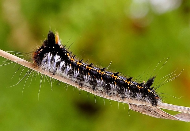 priadkovec trávový Euthrix potatoria