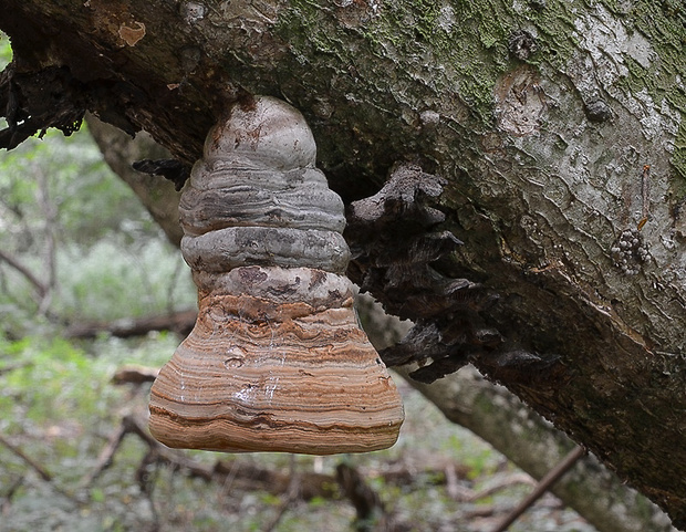 práchnovec kopytovitý Fomes fomentarius (L.) J.J. Kickx