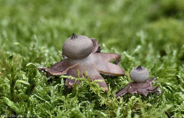 hviezdovka drsná Geastrum campestre Morgan