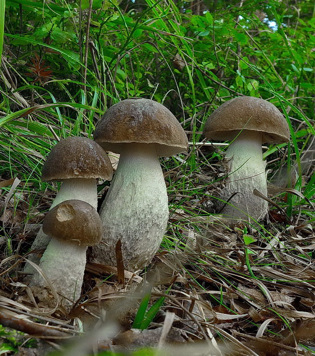 kozák Leccinum sp.