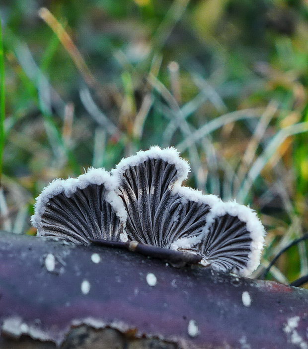 klanolupeňovka obyčajná Schizophyllum commune Fr.