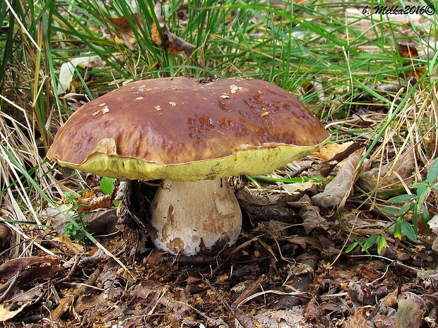 hríb smrekový Boletus edulis Bull.