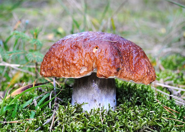 hríb smrekový Boletus edulis Bull.