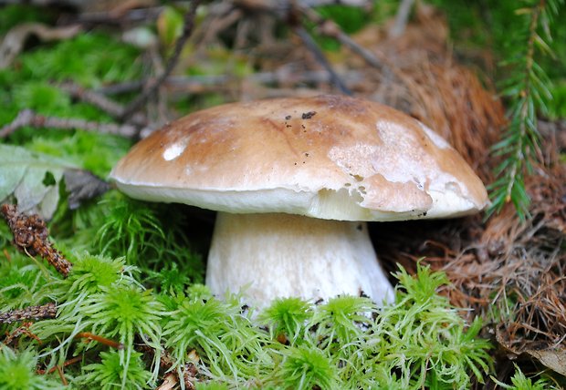 hríb smrekový Boletus edulis Bull.