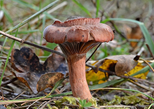 sliziak lepkavý Chroogomphus rutilus (Schaeff.) O.K. Mill.