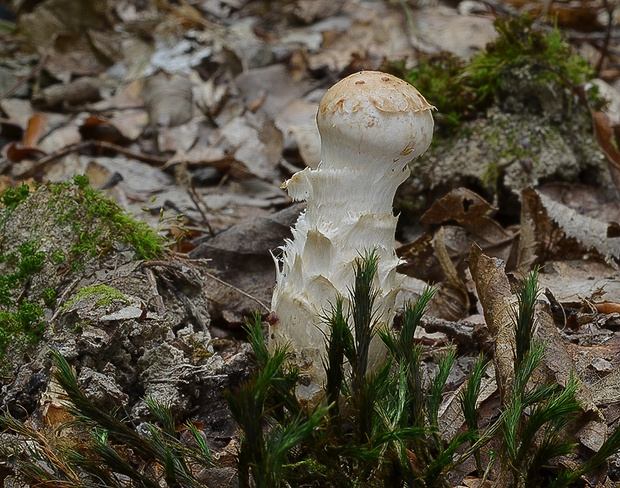 slzivka koreňujúca Hebeloma radicosum (Bull.) Ricken