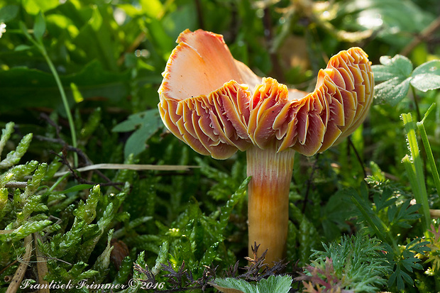 lúčnica granátovočervená Hygrocybe punicea (Fr.) P. Kumm.