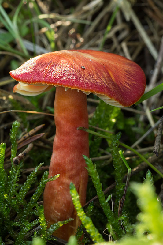 lúčnica granátovočervená Hygrocybe punicea (Fr.) P. Kumm.