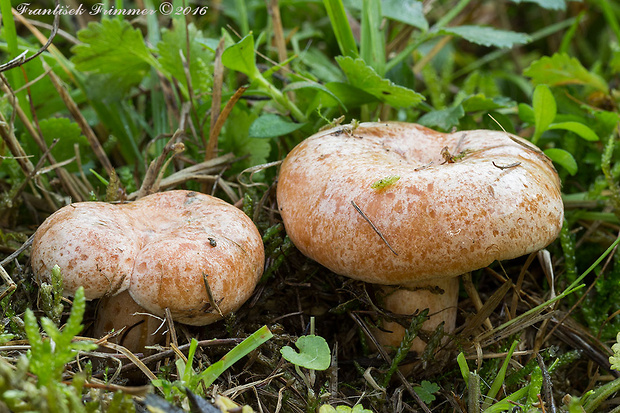 rýdzik pravý Lactarius deliciosus (L.) Gray