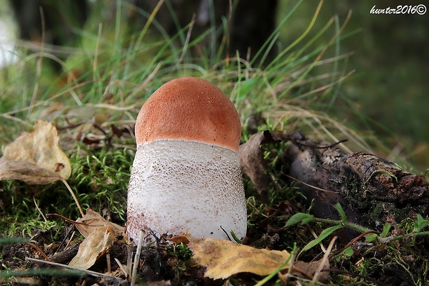 kozák osikový Leccinum albostipitatum den Bakker & Noordel.