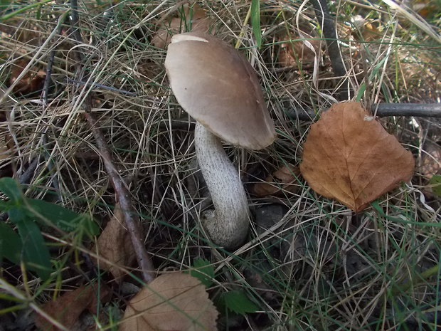 kozák topoľový Leccinum duriusculum (Schulzer ex Kalchbr.) Singer