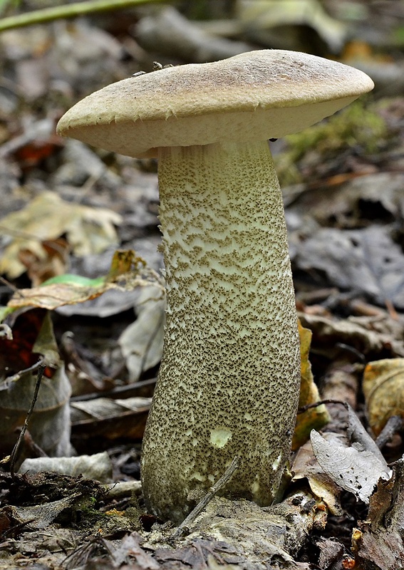 kozák topoľový Leccinum duriusculum (Schulzer ex Kalchbr.) Singer