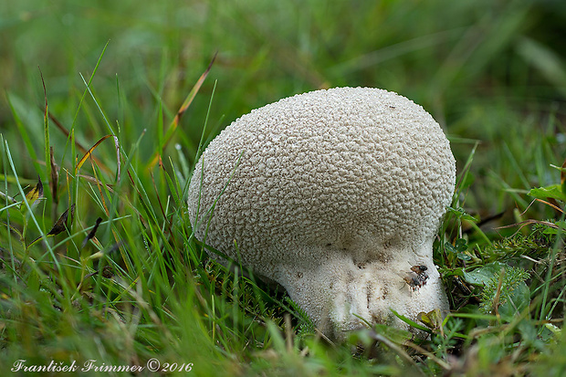 rozpadavec dlabaný Lycoperdon utriforme Bull.