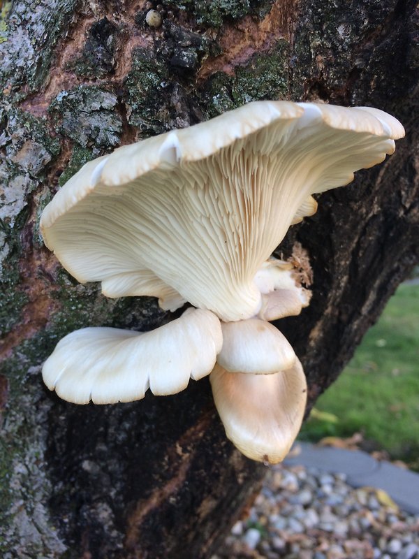 hliva Pleurotus sp.