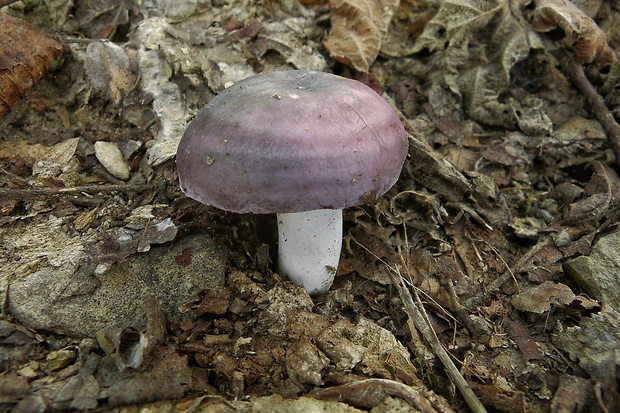 plávka Russula sp.